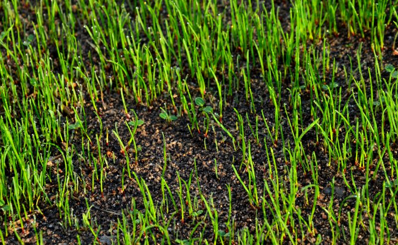 Post-Dethatching Lawn