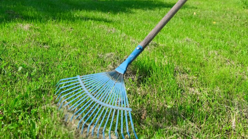 Lawn Dethatching Service